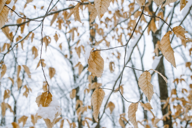 close-up, leaf, frost, leafed, day, tranquility, no people, oak, plant, tree, birch, vertebrate, land, insect, winter, tree trunk, nature, branch, dry