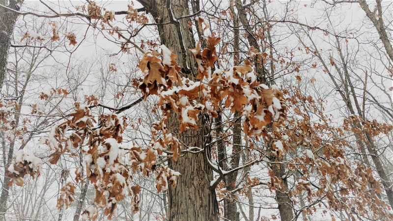 day, tree trunk, dried, flower, coat, land, dead plant, 5K, animal, dry, usa, outdoors, no people, leaf, bare tree, insect, trees, clothing, snow, autumn