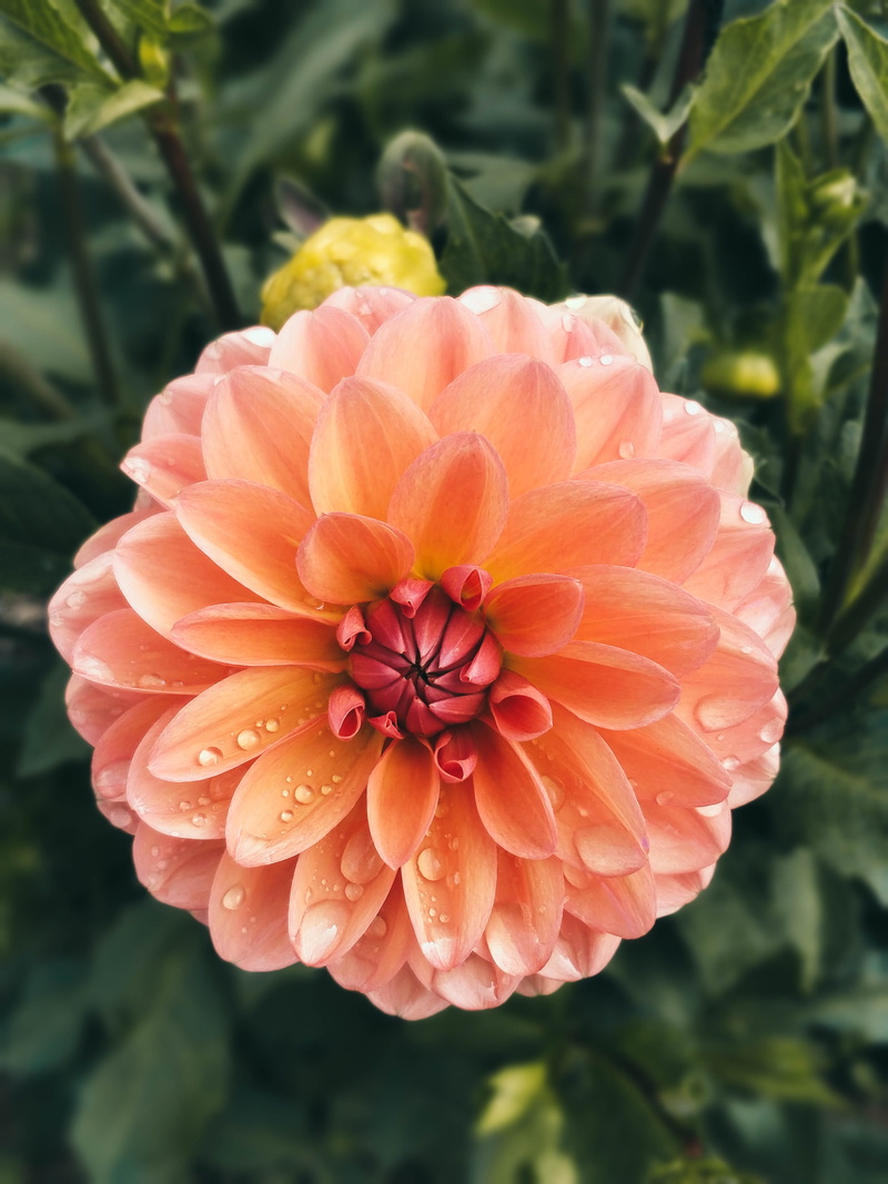 birth, beauty in nature, freshness, close-up, pink, orange color, hatching, petal, outdoors, flowering plant, life, inflorescence, growth, fragility, flower head