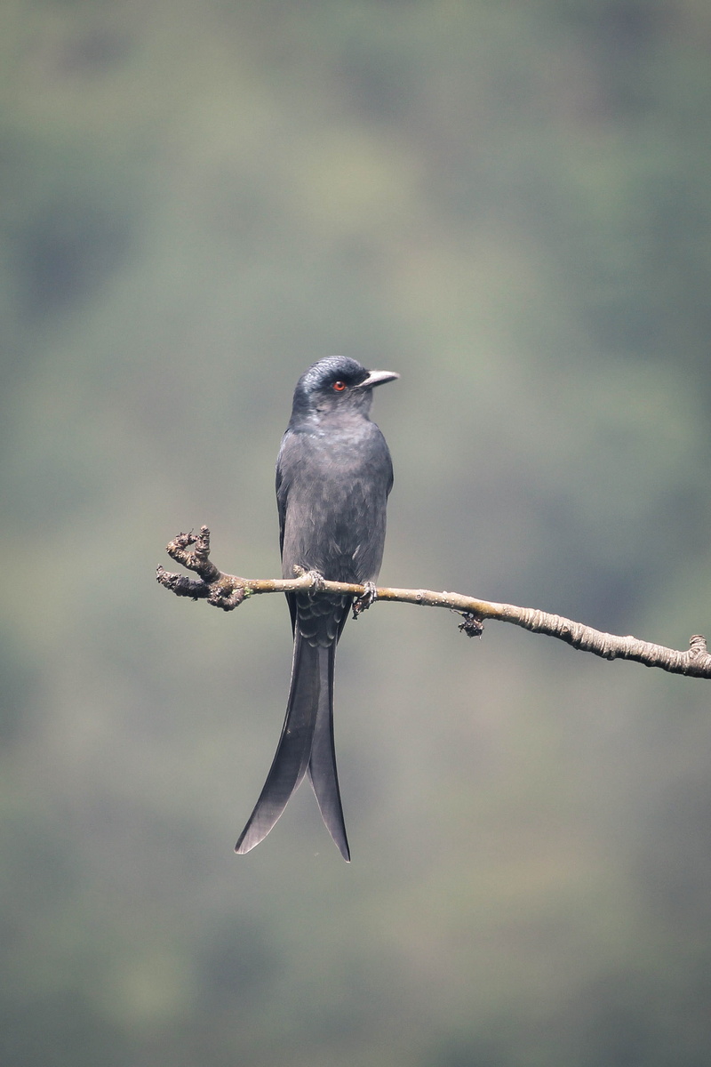top, beauty in nature, brown, animal wildlife, plant, outdoors, 2K, daytime, no people, woodland, nature, grey, black, gray, full length, perching, animals in the wild