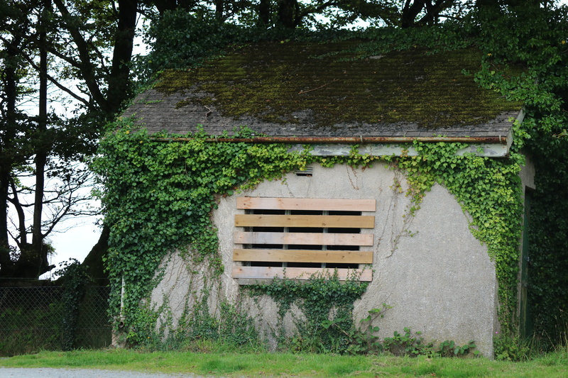 green color, plant, built structure, nature, land, building exterior, plants growing on house, architecture, 5K, window, abandond house, borded up window