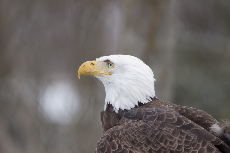 no people, bird of prey, bald, eagle, falcon - bird, looking away, photo, animal body part, day, bird, animal head, bord, beak, 5K, one animal, bald eagle