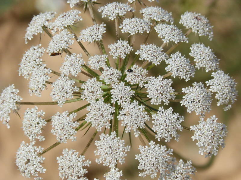 pattern, snow, white color, full frame, close-up, anthriscus sylvestris, beauty in nature, flowering plant, vulnerability, fragility, backgrounds, cold temperature