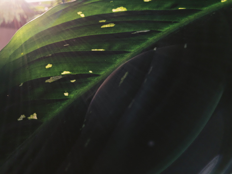 healthy eating, green color, growth, green, close-up, folha, 2K, plant, beauty in nature, papel de parede, moody, freshness, outdoors, tranquility
