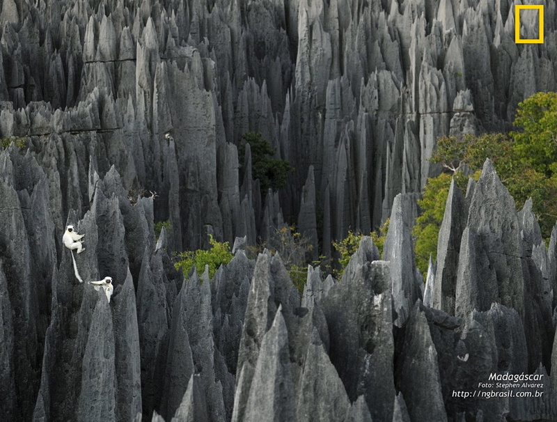 720P, papel parede 116 madagascar, 1584x1200, 1280