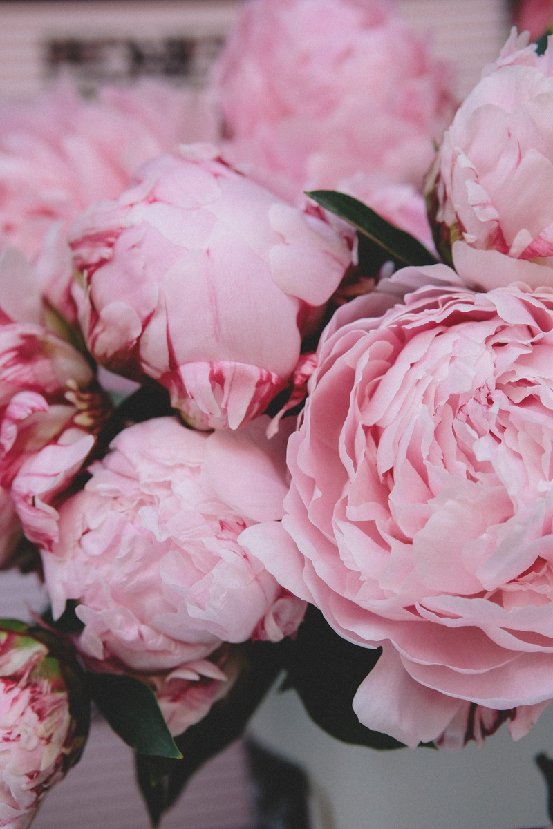 nature, growth, fragility, blossom, plant, bloom, beauty in nature, springtime, pink, vulnerability, freshness, flowering plant, lush, 5K, selective focus