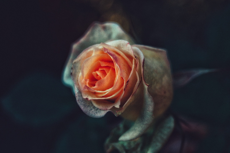 bud, rose - flower, blossom, moody, flower head, plant, freshness, inflorescence, petal, human, south africa, flower, growth, black background, no people