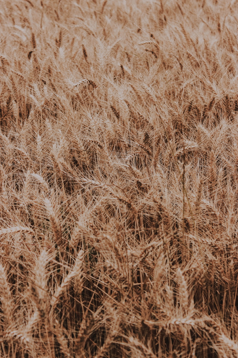straw, earthly, growth, no People, 5K, grass, outdoors, season, stem, agriculture, leafed, yellow, harvesting, gold Colored, pattern, macro, lot, hay