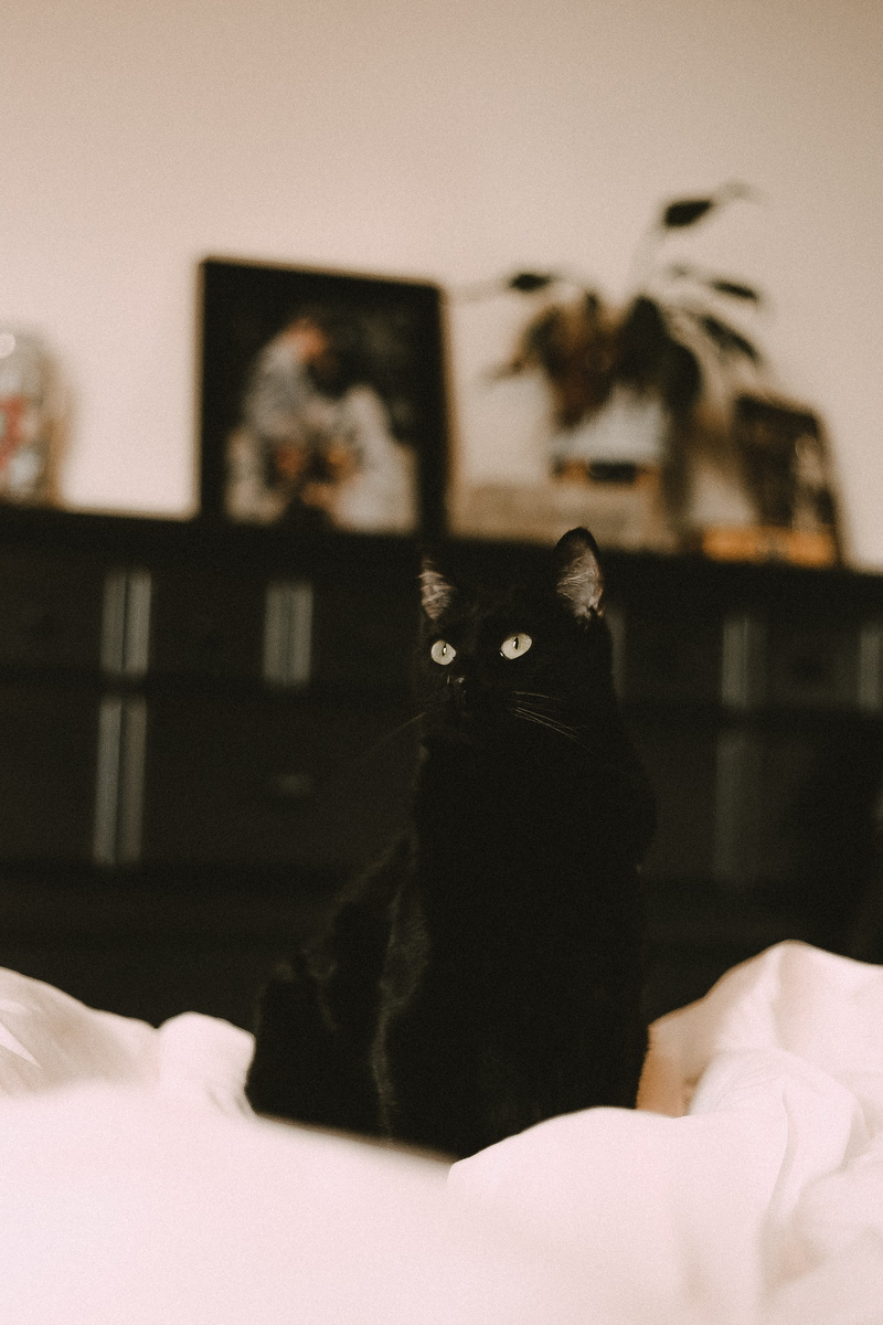 no people, black, 5K, black cats, domestic animals, angora, shelf, indoors, manx, pet, pets, animal, sitting, whisker, white, home interior, grainy, one animal
