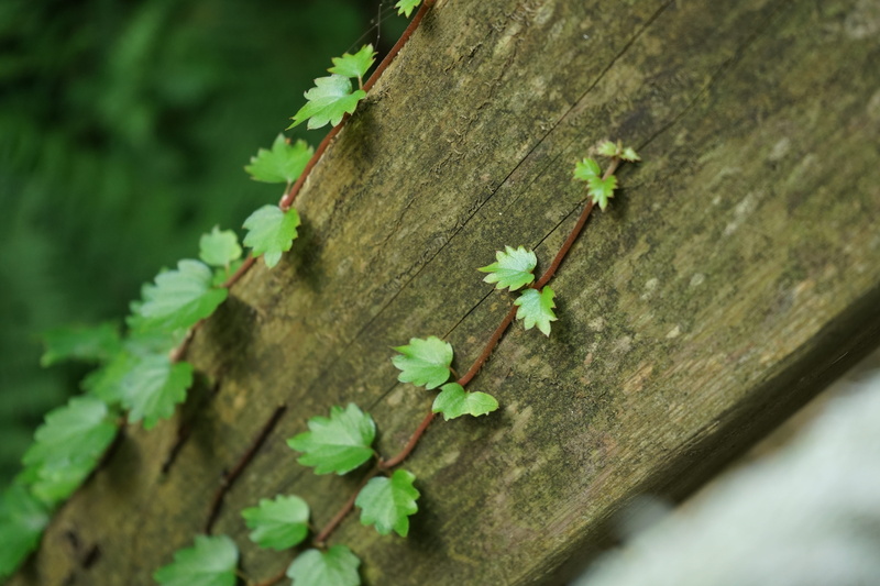 outdoors, beauty in nature, ivy, nature, wood, day, selective focus, growth, green color, close-up, no people, tree trunk, plant part, green, leaf, spring