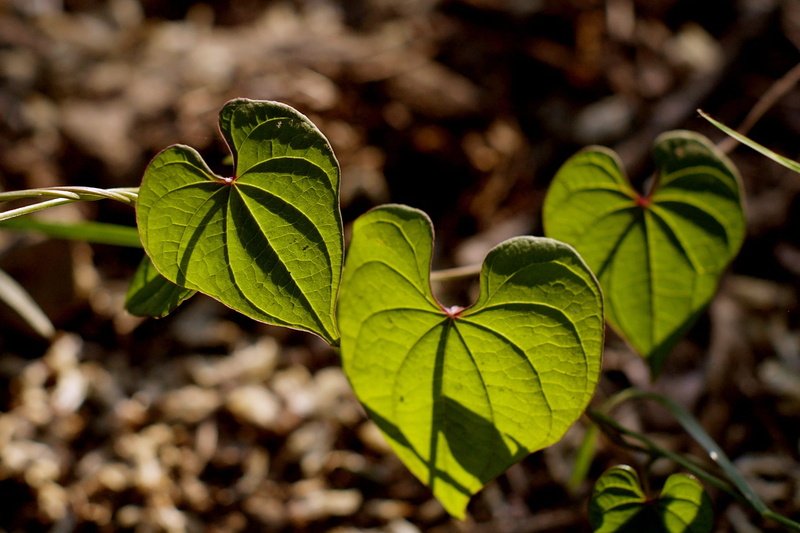 outdoors, abstract, the leaves, growth, vine, agriculture, leaf, state of the union, clover, gardening, plant, day, pool, beauty in nature, green, autumn