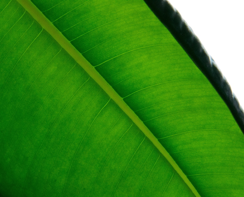 plants, 2K, natural pattern, fragility, full frame, leaves, palm leaf, plant part, pattern, outdoors, green color, leaf vein, nature, growth, wipes, close-up