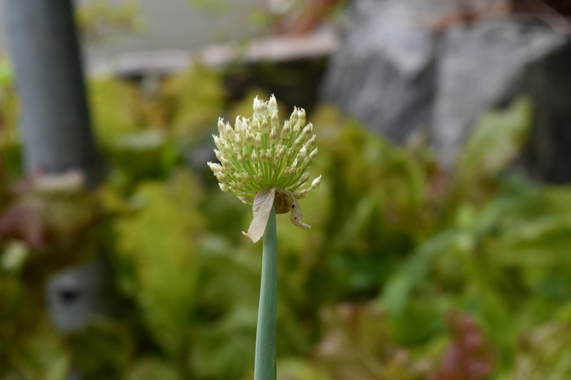 state of the union, inflorescence, plant stem, plant, fragility, growth, freshness, flower, petal, flowering plant, close-up, green color, no people, outdoors