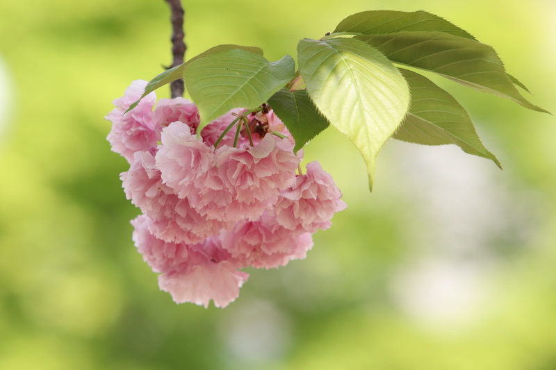 the leaves, petal, leaf, flowering plant, nature, state of the union, plant, focus on foreground, inflorescence, beautiful, plant part, outdoors, no people