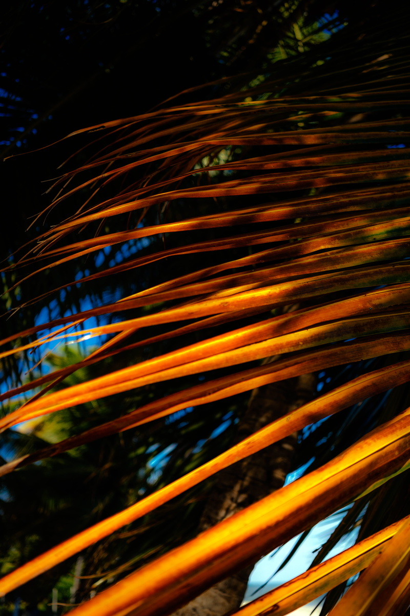 tree, blurred motion, pattern, outer space, glowing, astronomy, light trail, illuminated, light, space, full frame, complexity, 5K, abstract, arecaceae