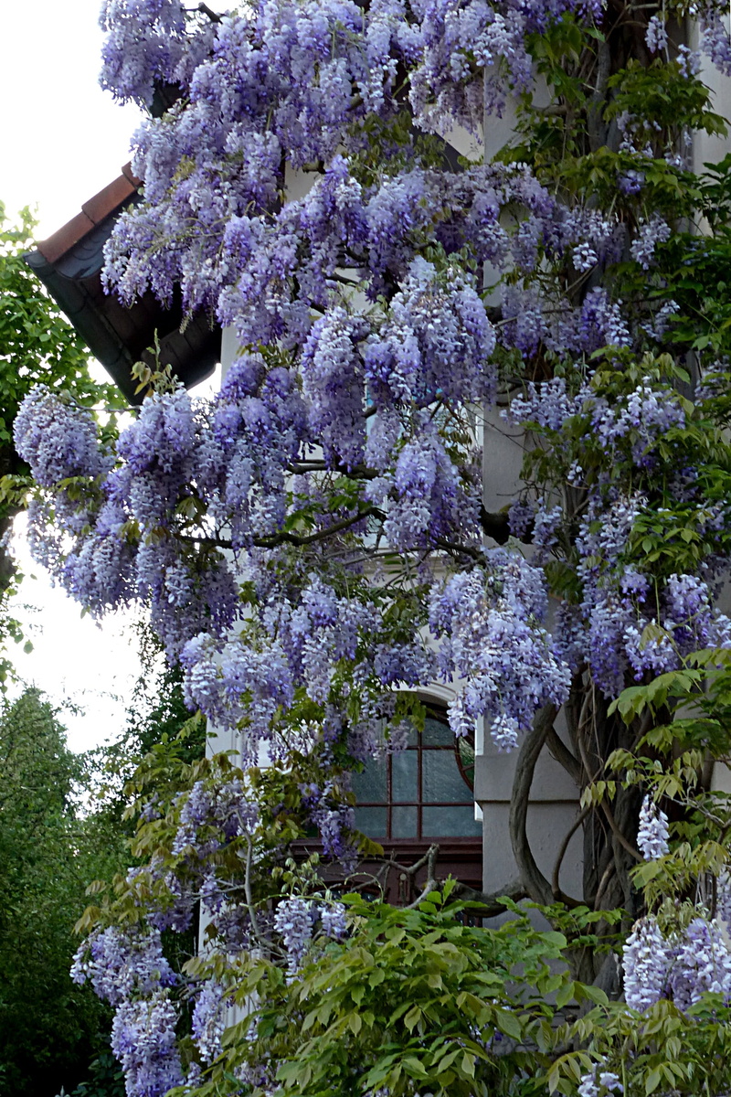 flower, freshness, spring, beauty in nature, no people, 2K, architecture, blossom, vine, blue rain, lilac, purple, wisteria, tree, hauswand, day, racemose pendulous
