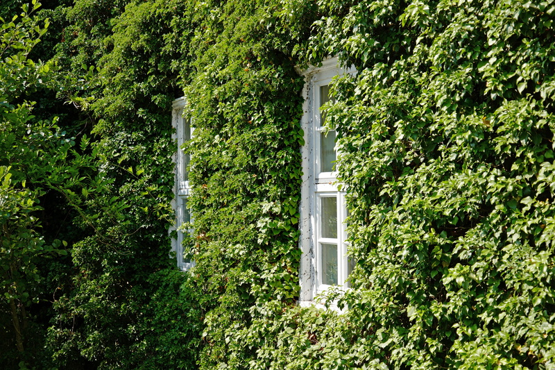 leaf, building exterior, plant part, tree, outdoors, tranquility, green color, green, beauty in nature, nature, window, land, hedge, creeper plant, built structure