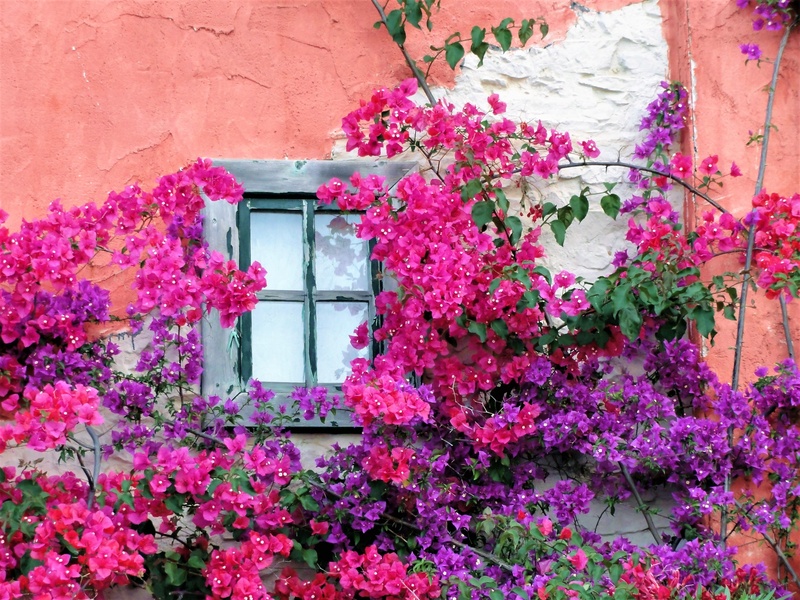 outdoors, building, plant, pane, growth, wall - building feature, beauty in nature, vulnerability, pink color, fragility, freshness, architecture, day