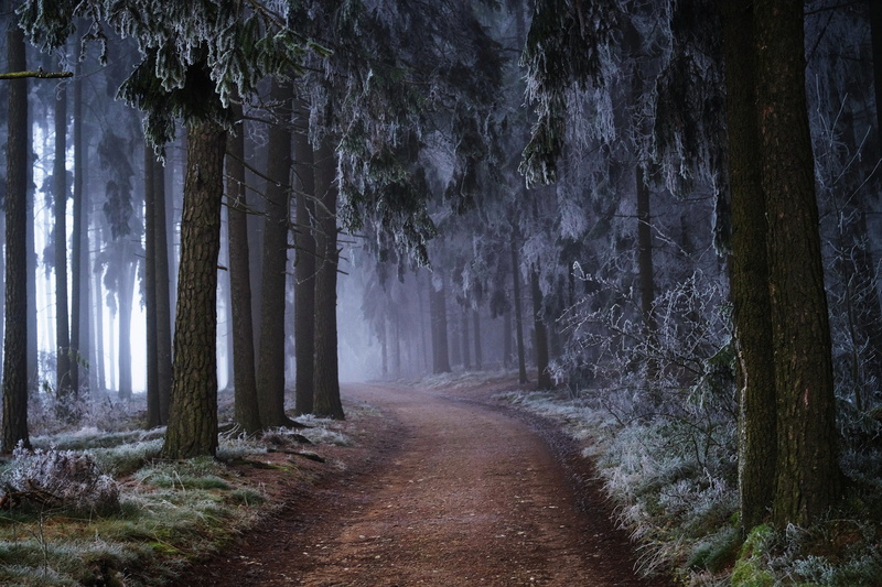 forest, frost, fog, 1080P, December