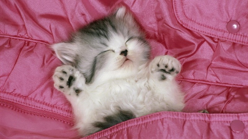 white, 1080P, animal head, whisker, animal themes, young Animal, domestic, vertebrate, fun, kitten, cute, persian Cat, domestic Animals, feline, spotted
