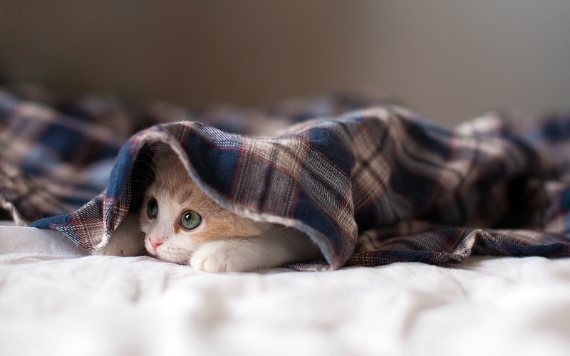 furniture, animal, mammal, sheet, home Interior, comfortable, domestic animals, portrait, looking at camera, napping, small, domestic cat, white, fur, one animal
