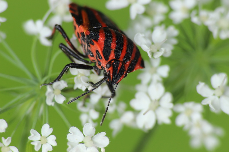 summer, plant, animal, petal, beauty In Nature, macro, Strip, fragility, nature, strip bug, butterfly - Insect, multi Colored, insects, vulnerability, animal Wing