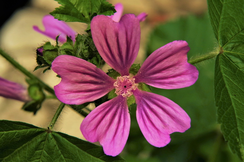 plant, flower, nature, pink color, flower head, close-up, freshness, purple flower, flowering plant, no people, pink flower, beauty in nature, purple, inflorescence