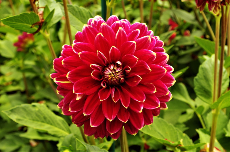 day, leaf, focus on foreground, dalia, 4K, flower mottled, close-up, flower, plant part, nature, fragility, park, dahlia, beauty in nature, petal, vulnerability