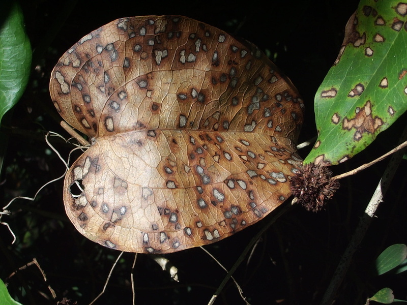 macro, black background, Plant, close-up, Brown, Leaf, natural pattern, leaves, butterfly - insect, one animal, vulnerability, insect, animal wildlife