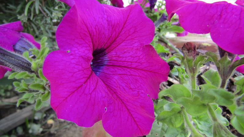 flowering plant, flowers dew, flower head, freshness, pink color, wildflowers, colorful flowers, vulnerability, petal, lilac flower, fragility, growth