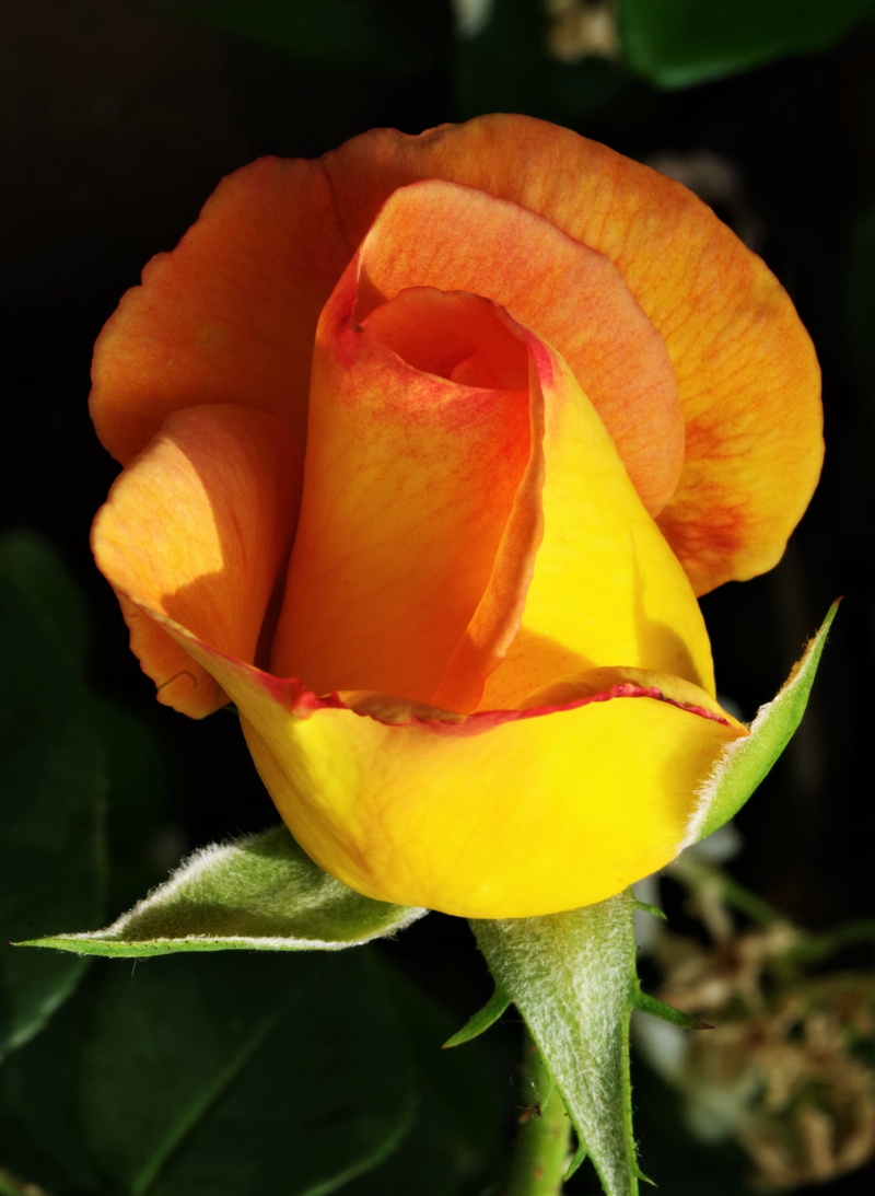 plant, close-up, pink mottled, rose, fragility, rose - flower, focus on foreground, no people, yellow, flower, vulnerability, yellow rose, nature, orange color
