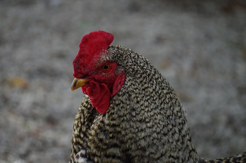 chicken, mammal, cockerel, animal themes, one animal, Mottled, Animal, domestic animals, domestic, close-up, red, profile view, animal head, vertebrate