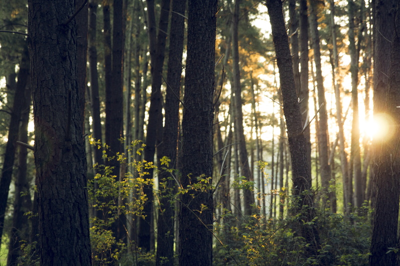 plant, day, tranquil scene, tree trunks, no people, beauty in nature, bamboo - plant, rainforest, woodland, tree trunk, outdoors, wood, forest, tall, sun