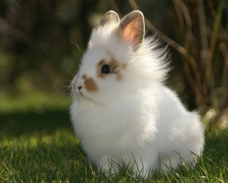 profile view, looking, Mottled, whisker, 720P, vertebrate, Decorative, pets, mammal, white color, domestic, Rabbit, domestic animals, plant, Fluffy, nature