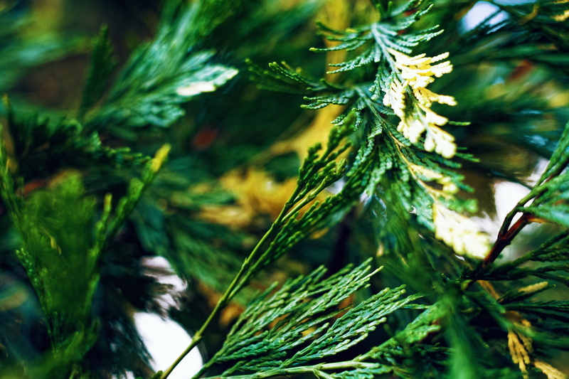 fir Tree, Foliage, 4K, tranquility, forest, pine Tree, Greens, macro, Needles, plant part, backgrounds, beauty in nature, tree, nature, growth, pinaceae