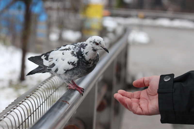 dove, animals in the wild, outdoors, men, pulls a hand, 5K, bird, one animal, animal, wild bird, curious, one person, lifestyles, human body part, vertebrate