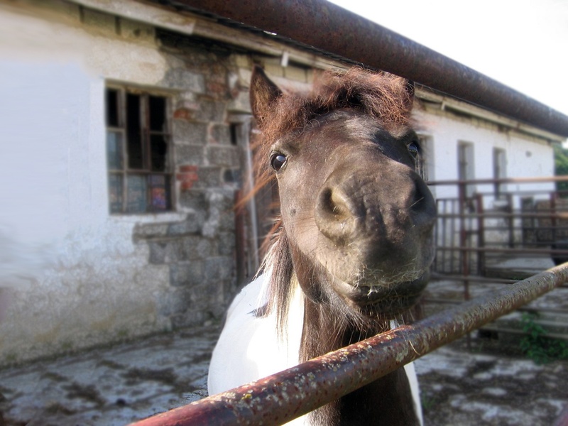 animal themes, pets, one animal, herbivorous, stable, livestock, building exterior, animal wildlife, mammal, built structure, pony, a small horse, domestic