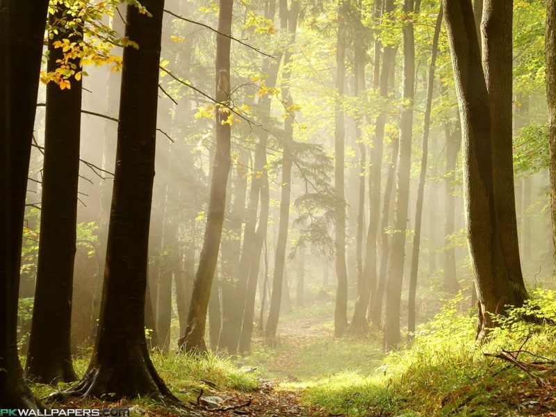 Brume, forest, grass, 720P, mist, Trees
