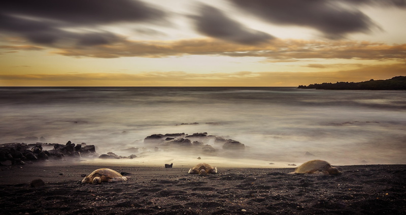 outdoors, livestock, tranquility, animal, sky, land, horizon over water, Brume, mammal, beach, cloud - sky, horizon, beauty in nature, clouds, sea, animal themes