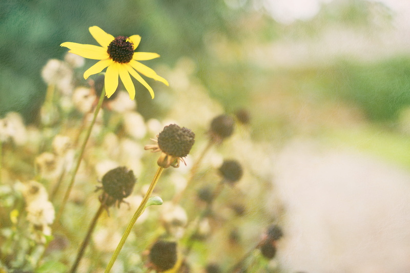 photo, Slider, 2K, Textures, summer, yellow, Yellow  Green, A77, HSS, nature, Pop out, meadow, Bud, close, Not Falling, close-up, petaled, outdoors, Sony