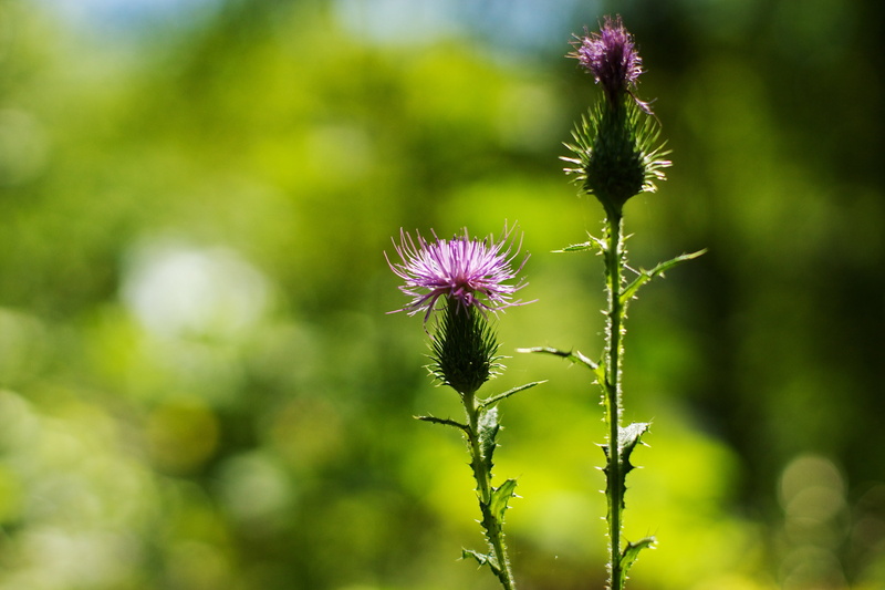 photo, outdoors, two, France, plant, nature, Flowers, purple, St, close-up, petaled, Hotel, Brun, Backlight, A77, thistle, flower, DoF, Flowery, Las, Sony