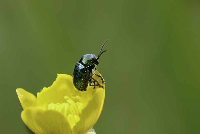 green, summer, june, daytime, Photo, macro, close-up, green June beetle, Sony, animal, animals, flower, A77, Minolta, beetle, plant, 2K, petaled, yellow