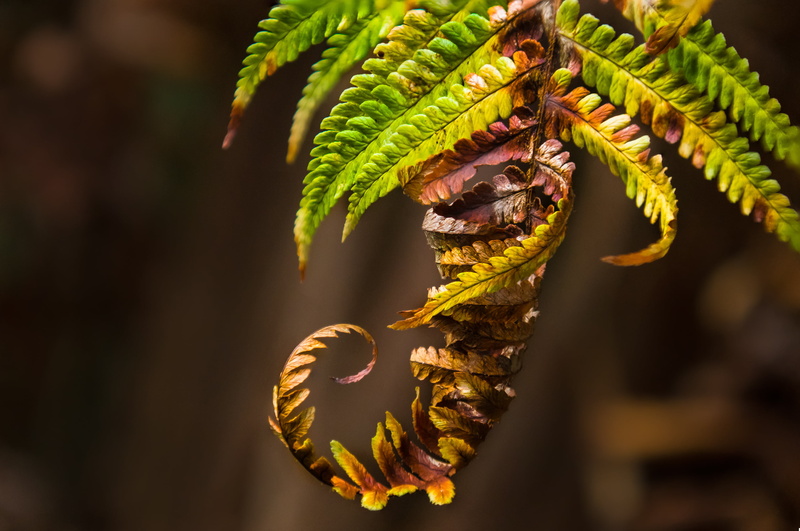 selective, fern, green leaf, Sony, close, nature, A77, leaf, close-up, Minolta, macro, 2K, green, plant, photography