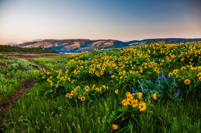 4K, sky, tranquil scene, yellow, flower head, Oregon, Gorge, tranquility, landscape, plant, Columbia, growth, flowering plant, mountain range, no people