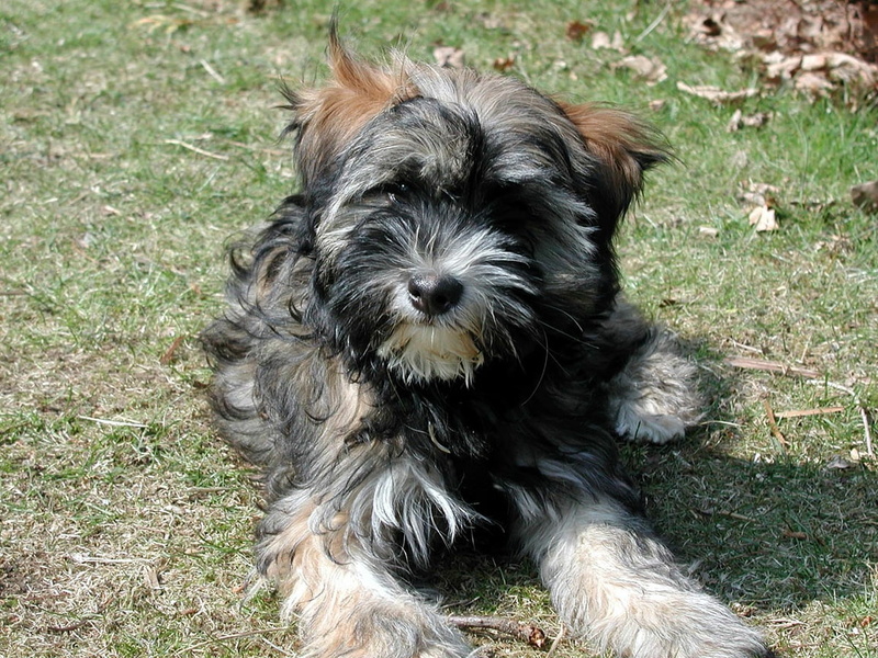hd, puppy, dog, lying, green, white, black, terrier, animals, glen, tibetanian, imaal, 480P, grass