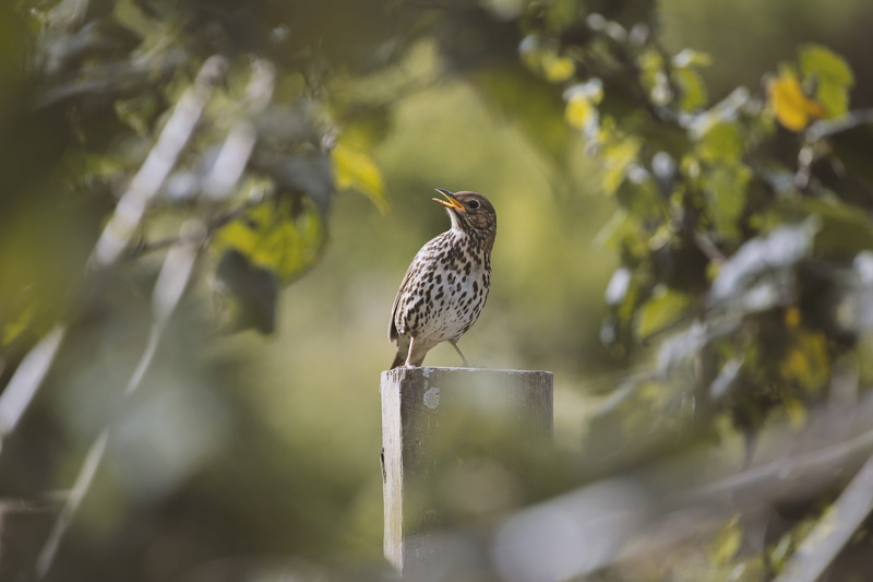 nature, fence, one animal, animal wildlife, tree, focus on foreground, branch, singing, plant, thrush, selective focus, plant part, perching, animal, bird