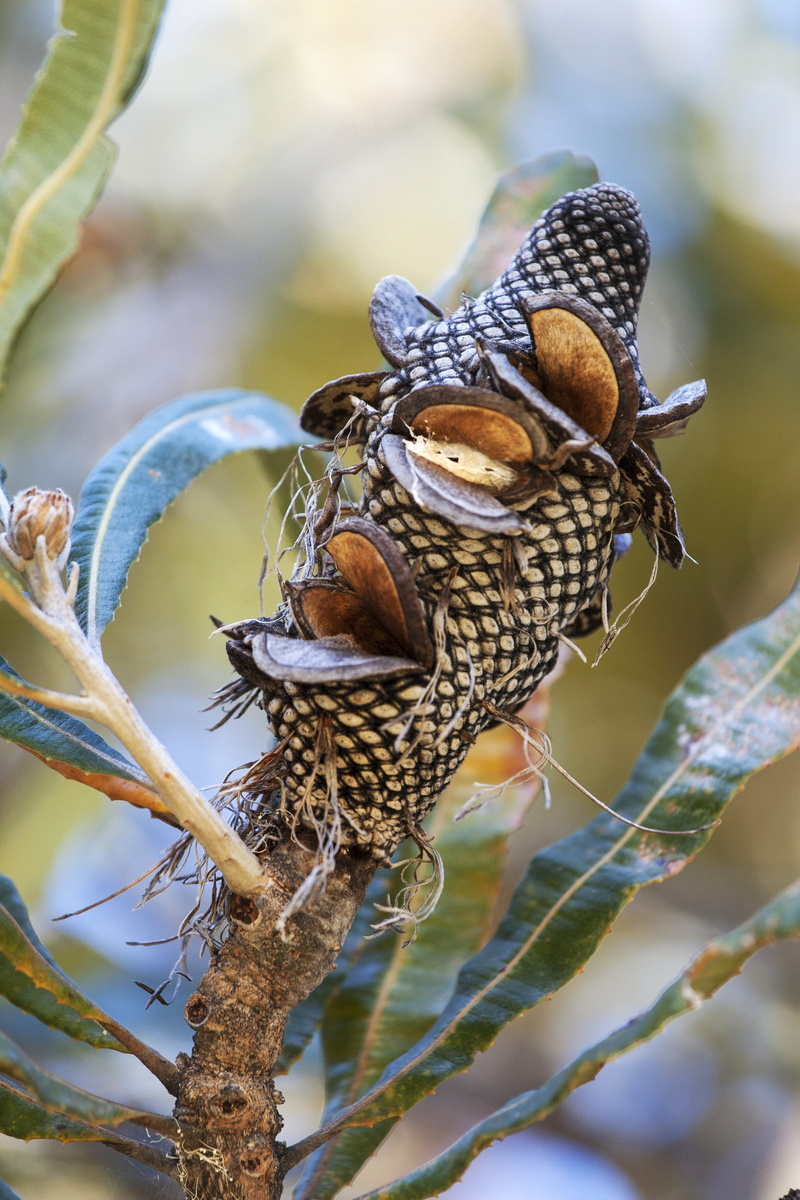 wood, pollination, seed, cone, australiana western australia, bush, banksia nut, banksia, fragility, nature, tree, one animal, plant, proteaceae, vulnerability
