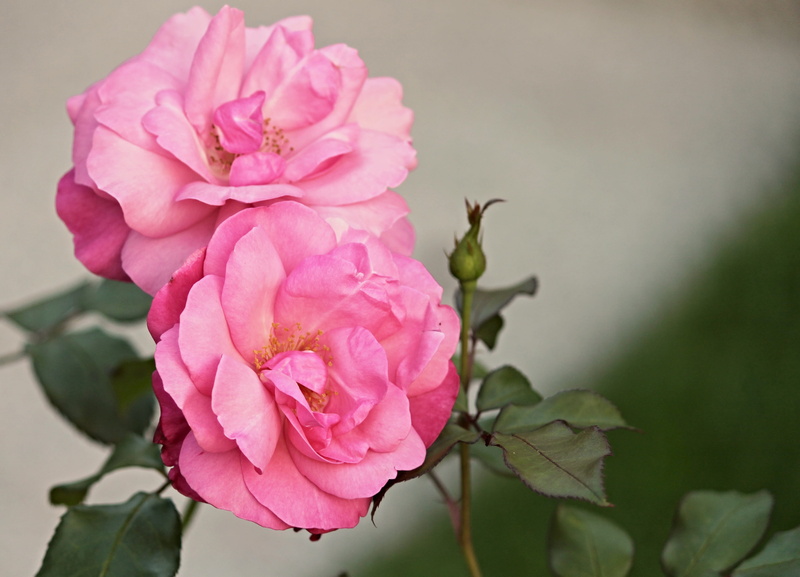 roses, no people, freshness, pink, garden, flower, vulnerability, rose greenhouse, flower head, nature, bloom, bush rose, pink corymbifera, petaled, bush