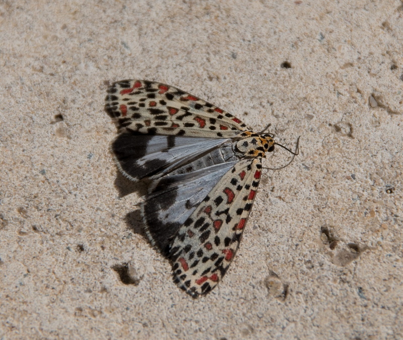 no people, animal wildlife, nature, day, wing, moth, invertebrate, one animal, animal themes, sand, insect, utetheisa pulchelloides, animal wing, pattern