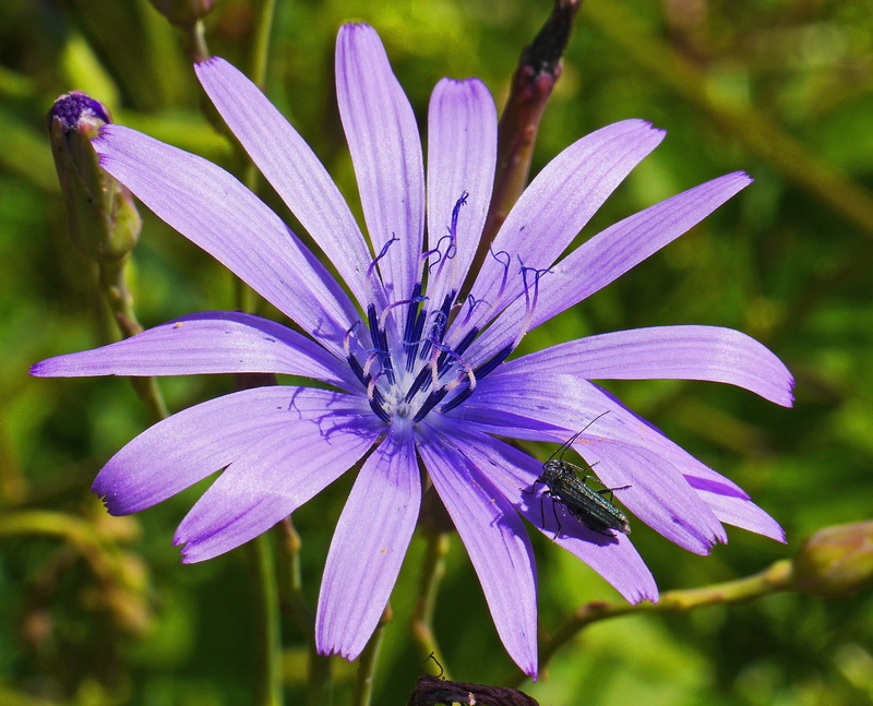 purple, lactuca perennis, inflorescence, close, blue, flower, springtime, focus on foreground, close-up, distinctive, blue cos, flower head, 2K, pollen